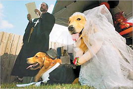 狗狗婚礼 