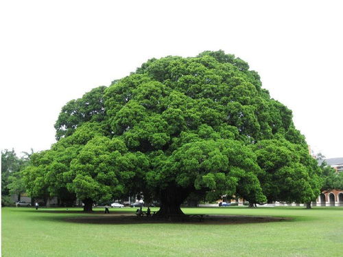 单位绿化种什么树