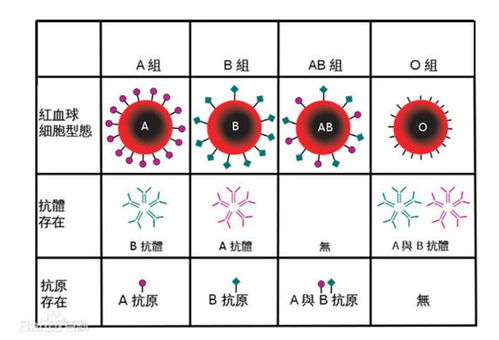 血液决定一切 起始篇 血型的来世今生