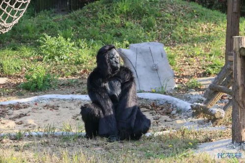 炸锅了 无锡人熟知的这个动物园遭质疑 猩猩竟是 180元就看这