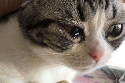 猫咪泪痕严重是生病吗