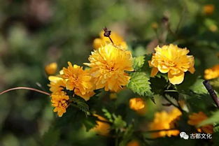 春天我们身边的那些花花草草你都叫出名字吗 下 