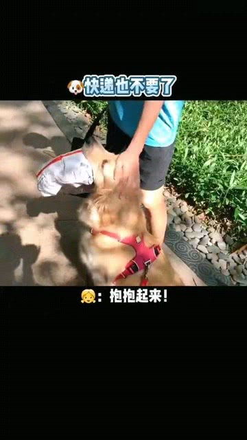 这就是女孩子养金毛的好处吧 