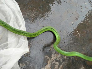 这个是什么蛇,喜欢吃什么 
