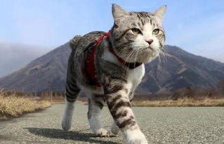 日本有一只名叫 喵吉 的猫,爱外出散步, 堆糖,美好生活研究所 