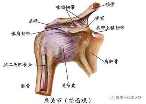 想要肩膀变得宽大一些吗 学会这几点,你就会变得更壮实