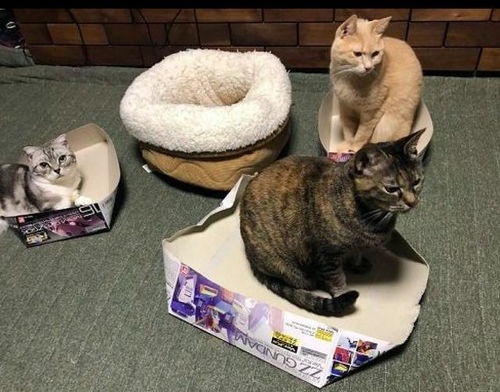 网友买了一个新猫窝,结果5只猫咪都不进去,还是睡在纸盒子里