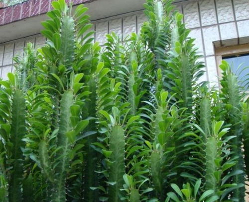 龙骨花怎么修剪好,龙骨花是一种常见的绿色植物，它具有极高的观赏价值和净化空气的能力