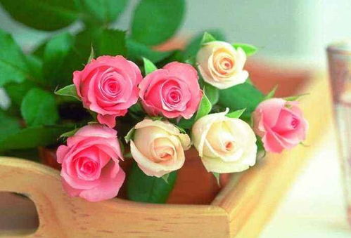 鼓励朋友送什么花,送花推荐，让你的心意绽放如花般美丽——鼓励朋友，送出最温馨的祝福！