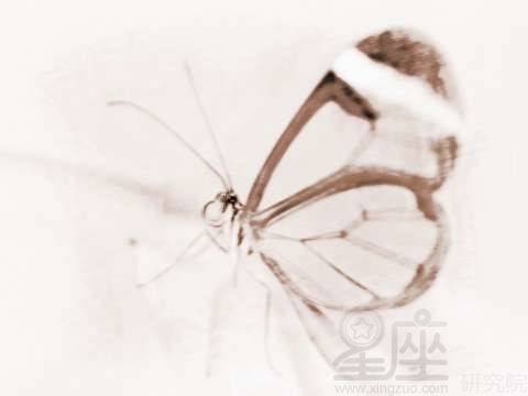 梦见透明的蝴蝶 周公解梦之梦到透明的蝴蝶