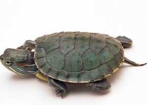 辐射龟是公贵还是母贵，怎么区分公母？