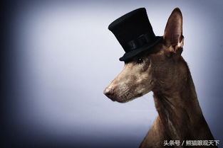狗像摄影 现在你明白了吧 为什么中国有个成语叫 人模狗样 ,而不是其他的什么样