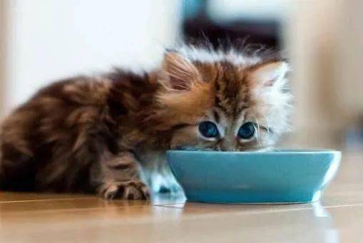 猫咪喝水也有讲究,不要喂这6种水,一不小心可能命都没了