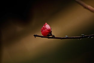 明年桃花今年开放