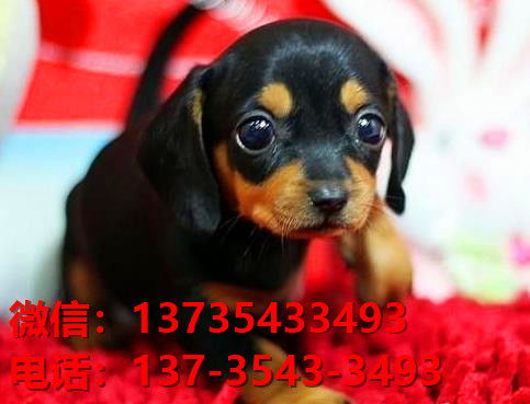 湖北武汉犬舍出售纯种腊肠犬宠物狗市场在哪卖狗哪里有狗场买狗