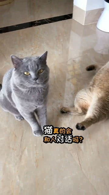 猫真的会和人对话吗 