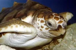 不是红色的海龟就叫红海龟 真正的红海龟好像神话里出来的一样 