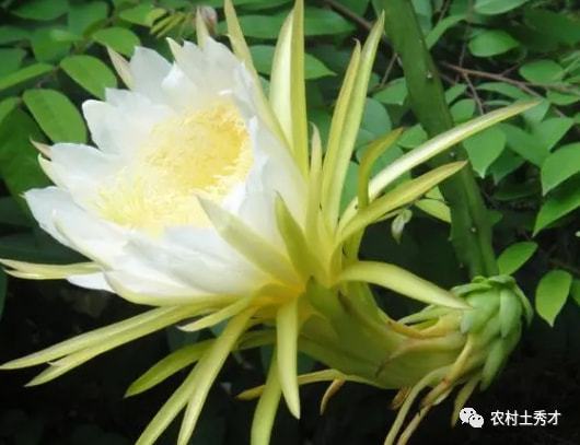 霸王花是什么花,霸王花是什么植物的花