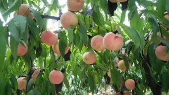 楚雄市东瓜镇秋桃引种栽培技术要点,秋桃都有哪些品种