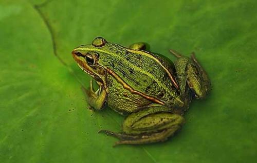 福州青蛙蝌蚪苗之放养种蛙需要注意什么
