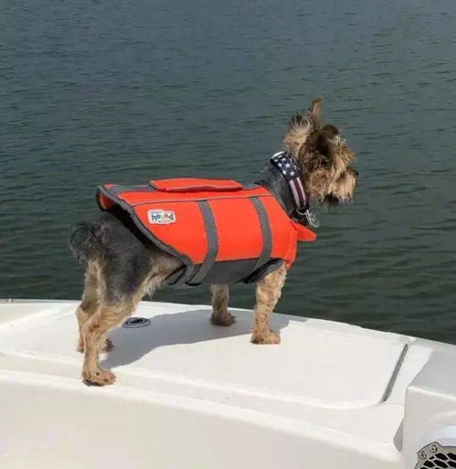 在船上享受生活的狗狗,好羡慕 