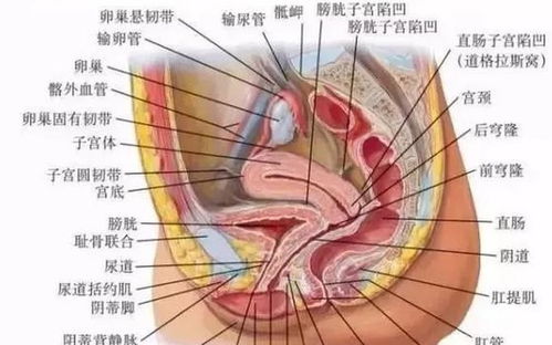 子宫腺肌症,必须切除子宫 这不是我想要的答案