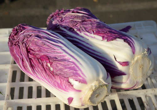 紫白菜种植时间和方法,多肉紫白菜种植方法？