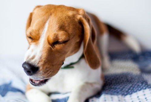 狗狗好像一直都在喘气,怎样判断是否患哮喘呢 其实两者大有不同