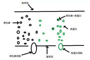 细胞角蛋白1.80,细胞角蛋白19片段偏高