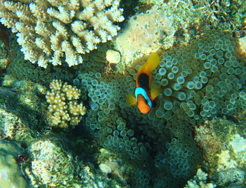 cairns great barrier reef diving,Cairns Great Barrier Reef Diving: An Unforgettable Experience