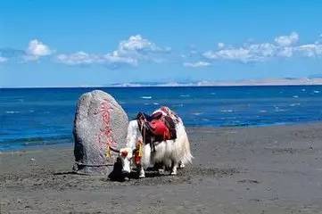 给青海湖,请熄灭我的爱情