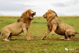 异狮群雄狮打架和同狮群雄狮打架有何不同 一个动真格,一个靠吼