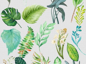 北欧小清新美式手绘插画水彩叶子植物素材 米粒分享网 Mi6fx Com