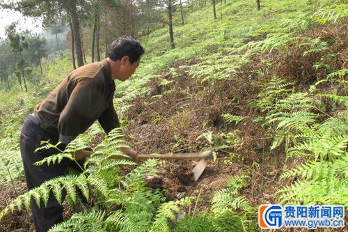 谁知道怎么山上种树?一般要投资多少?