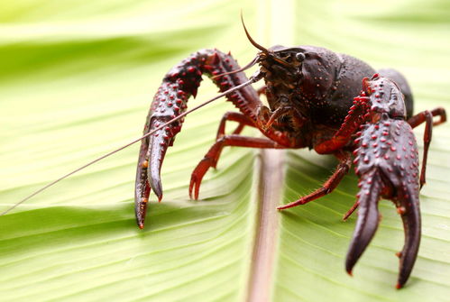 淡水龙虾的高效池塘养殖技术,如何进行小龙虾成虾饲养池塘的水质管理