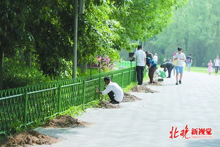 有人搭帐篷有人吃野餐有人挖野菜 北京奥林匹克森林公园草坪秃了 
