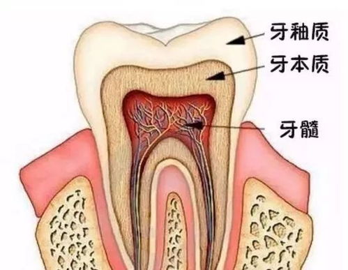 熊猫都戴上牙冠了,你还在等什么