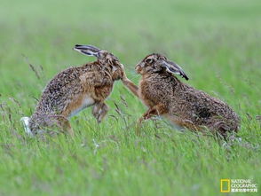 你分得清家兔和野兔吗