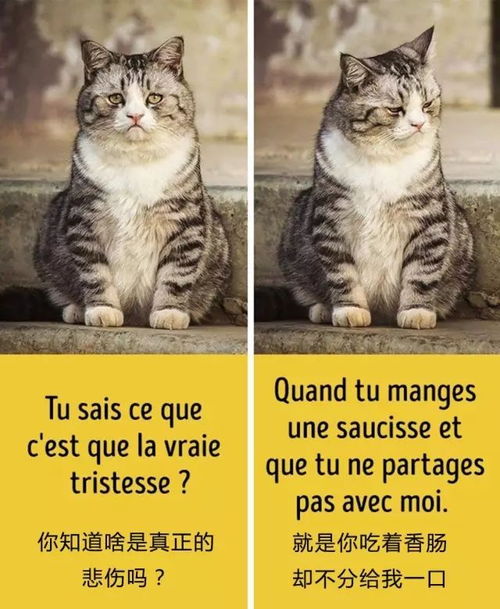 猫奴专用法语表情包 