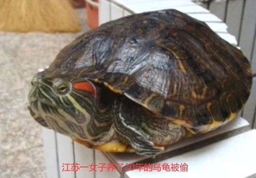 江苏 女子养20年乌龟被偷,找到时还剩龟壳没吃,赔偿道出其身价