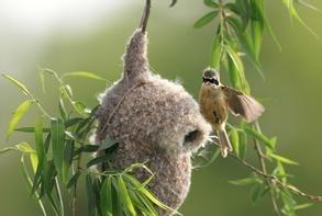 织布鸟 雄鸟筑一半的巢 待雌鸟共同完成