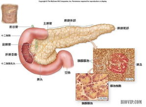 胰腺囊肿的检查 