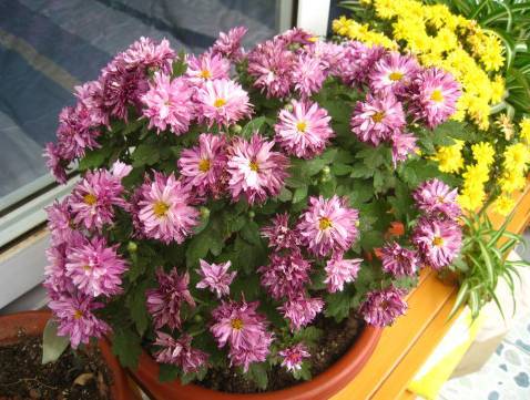 适合长期室内养的花,室内养花指南：适合长期种植的花卉推荐，让你的家更美好！