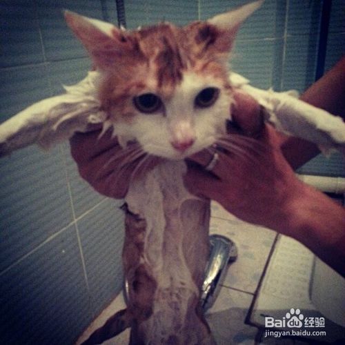 多大的猫咪可以洗澡 