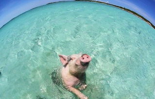 猪会游泳吗 游泳猪 下水冲浪向游客讨食