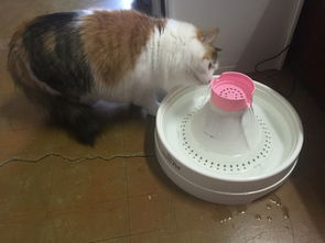 八个月大的猫几天不吃饭不喝水精神不好,是什么情况啊 