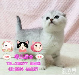 图 广州哪里有出售纯种苏格兰折耳美短英短专业猫舍比较好的猫舍菲儿 广州宠物猫 