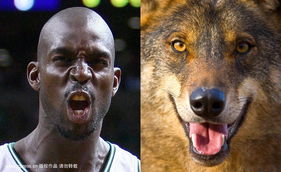 盘点NBA球星 动物脸 
