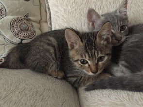 满两个月的小猫咪红包领养,可爱又萌萌哒 