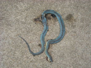 今天在山里遇到的蛇,已经死了,但是居然是蓝色的 一直没见过蓝颜色的蛇,求它的名字品种 
